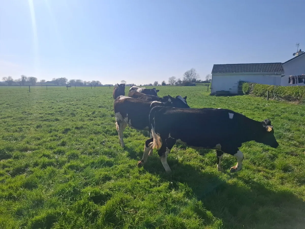 maiden heifers - Image 4