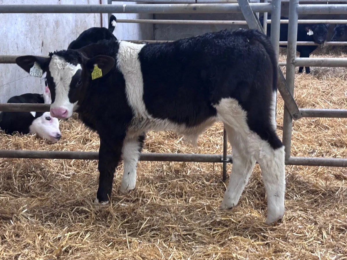 Smashing simmental bull calf for sale - Image 3