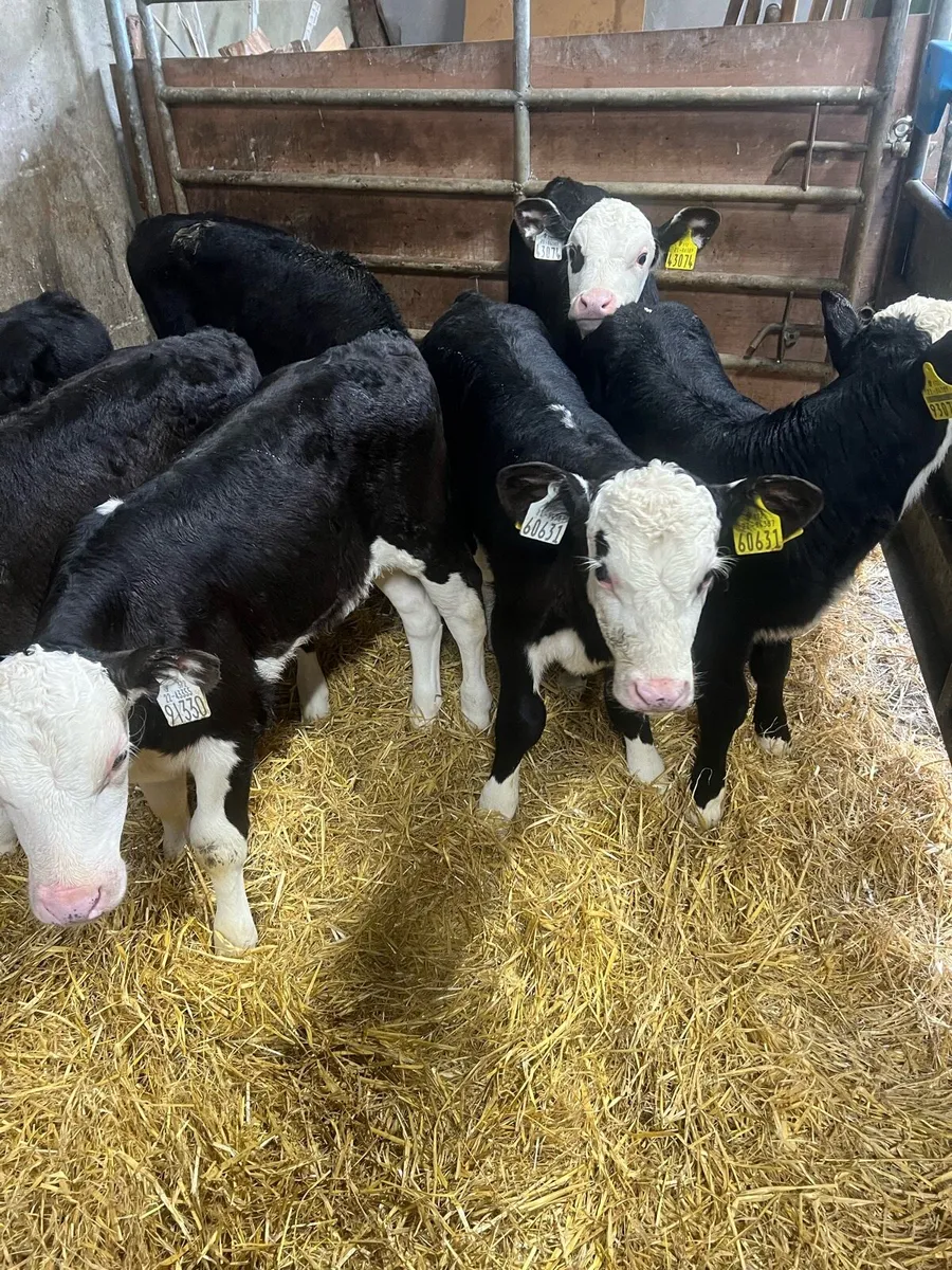 Strong BL WH bull calfs for sale - Image 1