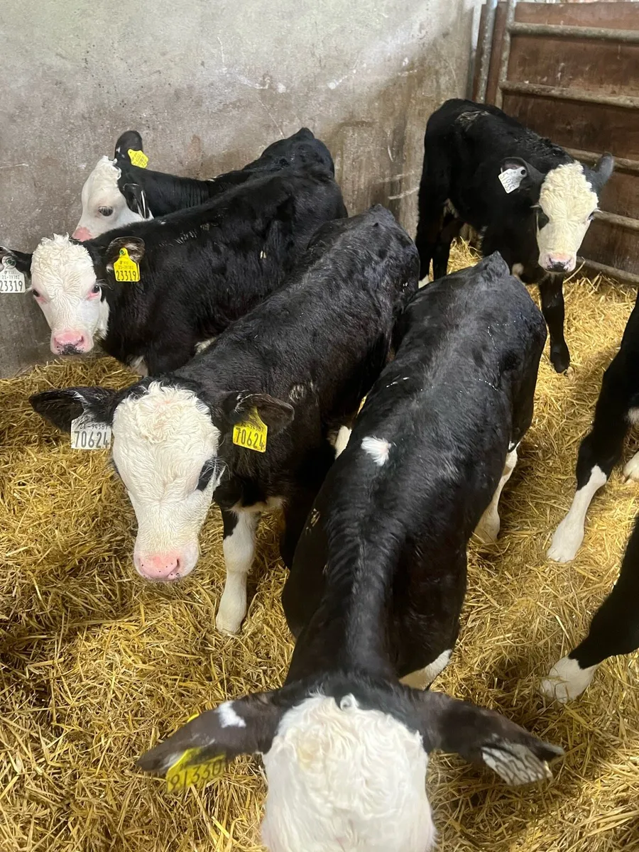 Strong BL WH bull calfs for sale - Image 3