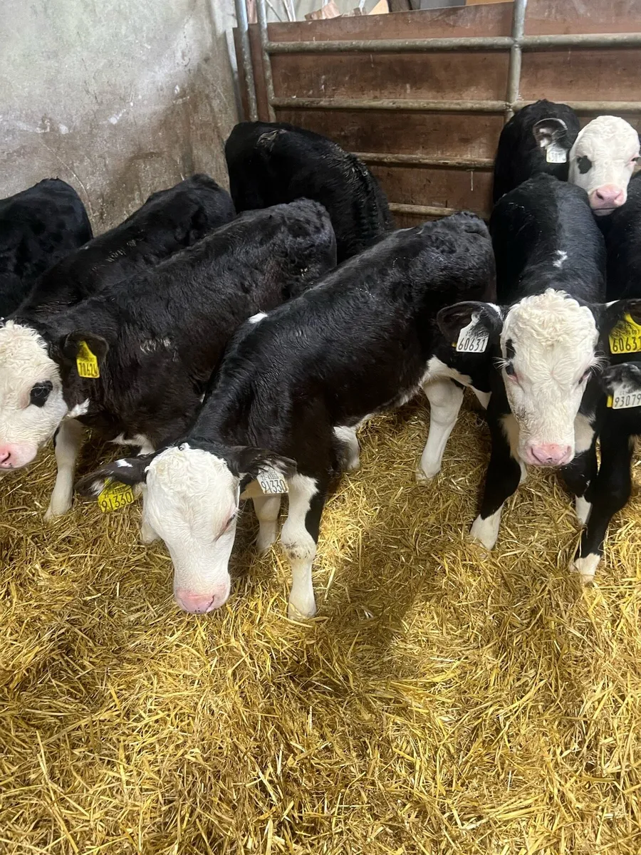 Strong BL WH bull calfs for sale - Image 2