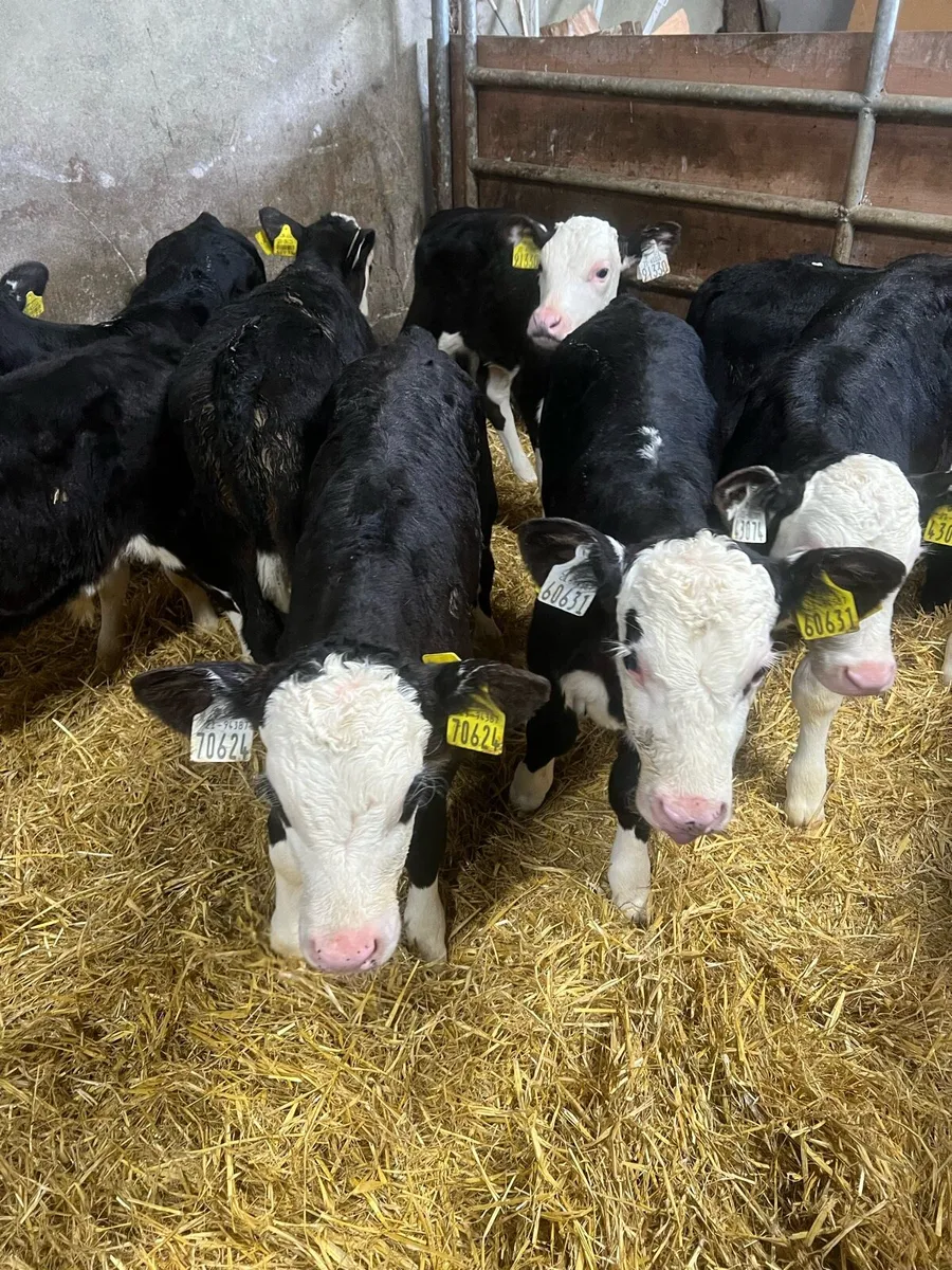 Strong BL WH bull calfs for sale - Image 4