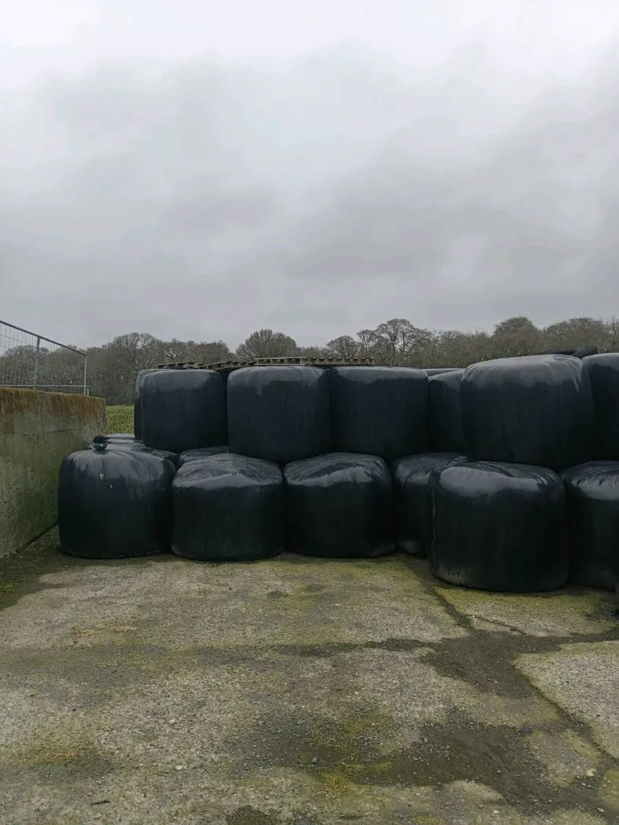 Silage - Image 2
