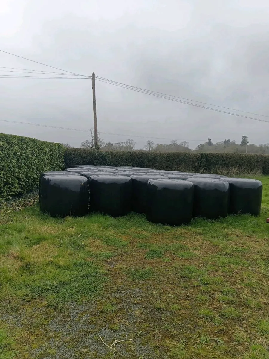 Silage - Image 4