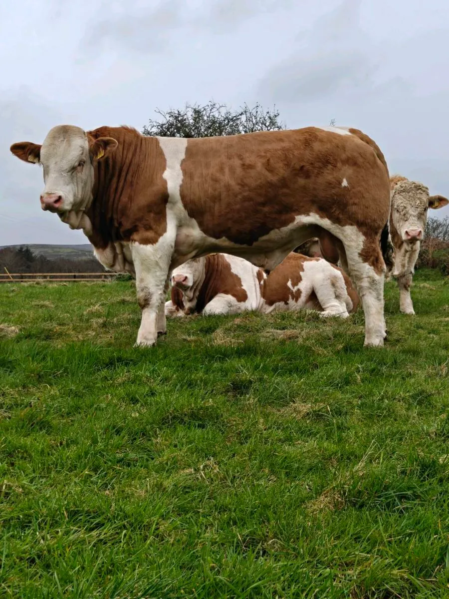 Pedigree Simmental Bull - Image 2