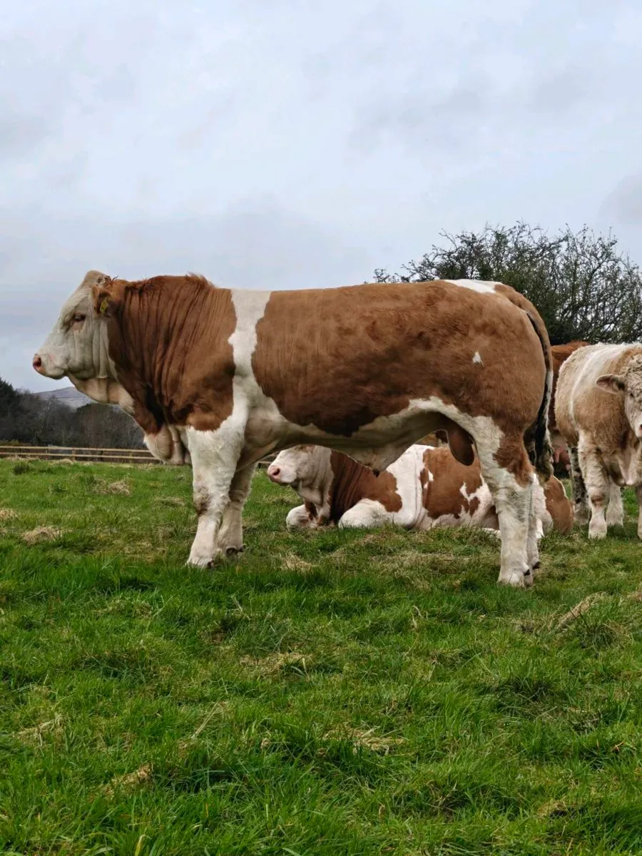Pedigree Simmental Bull - Image 3