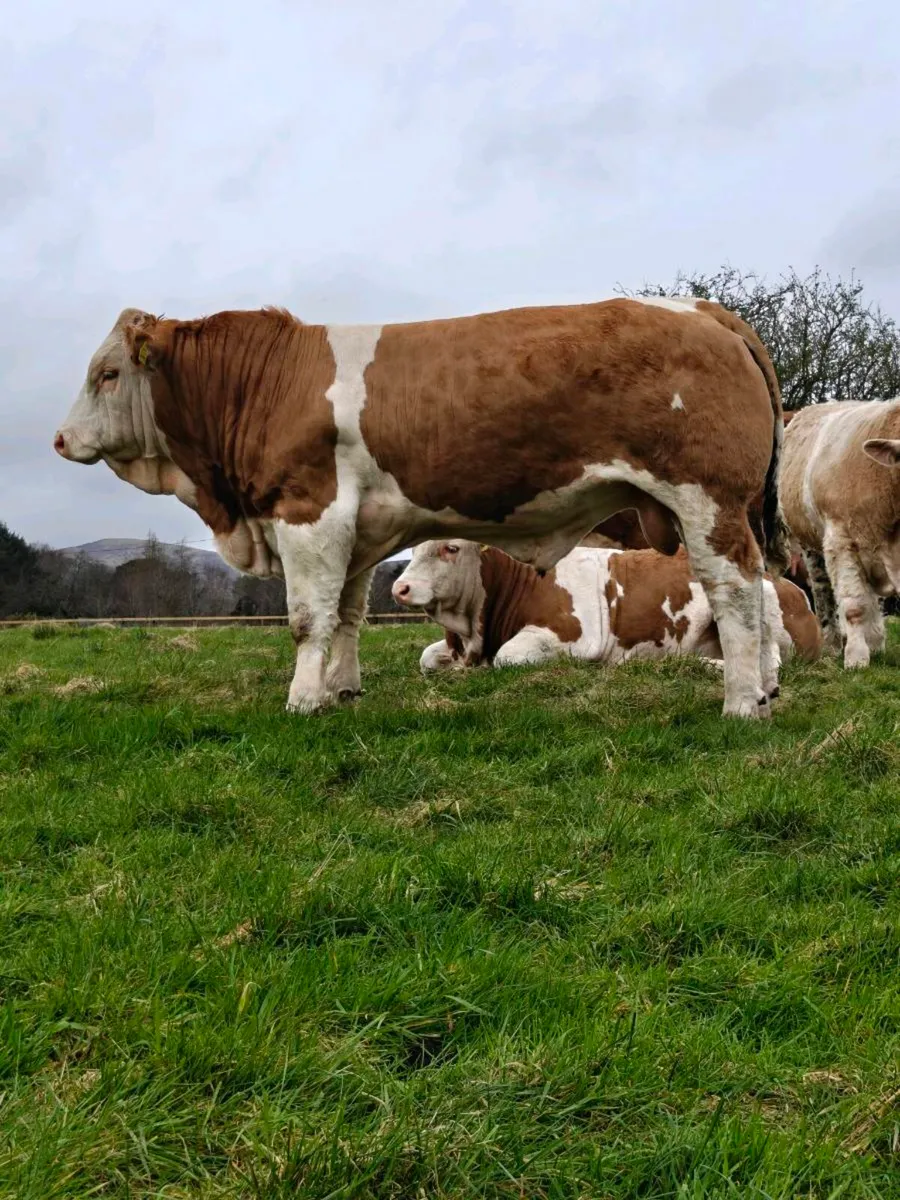 Pedigree Simmental Bull - Image 4