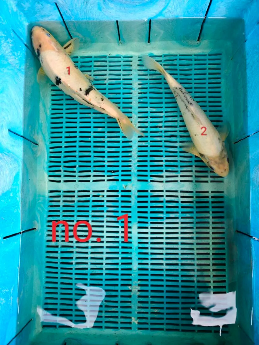 More added: High quality Japanese koi - Image 3