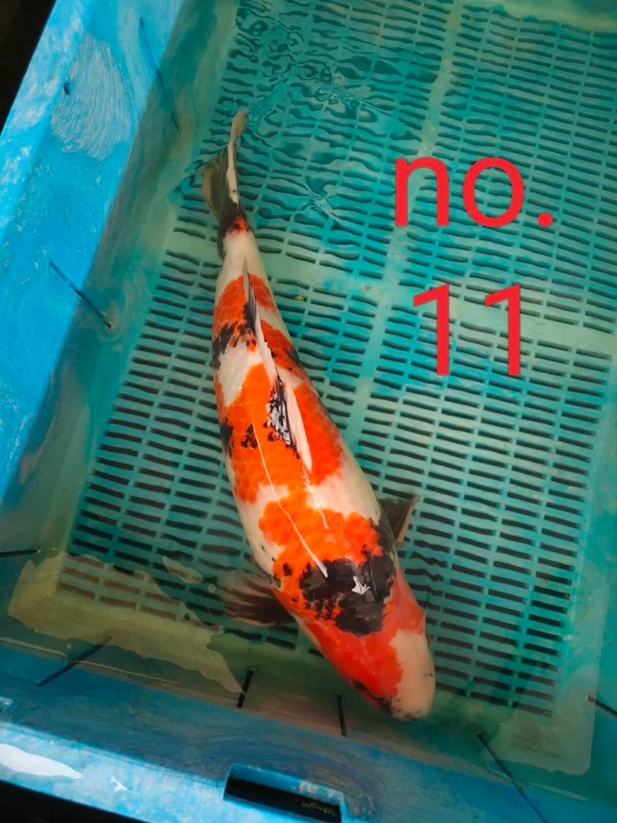 More added: High quality Japanese koi - Image 2
