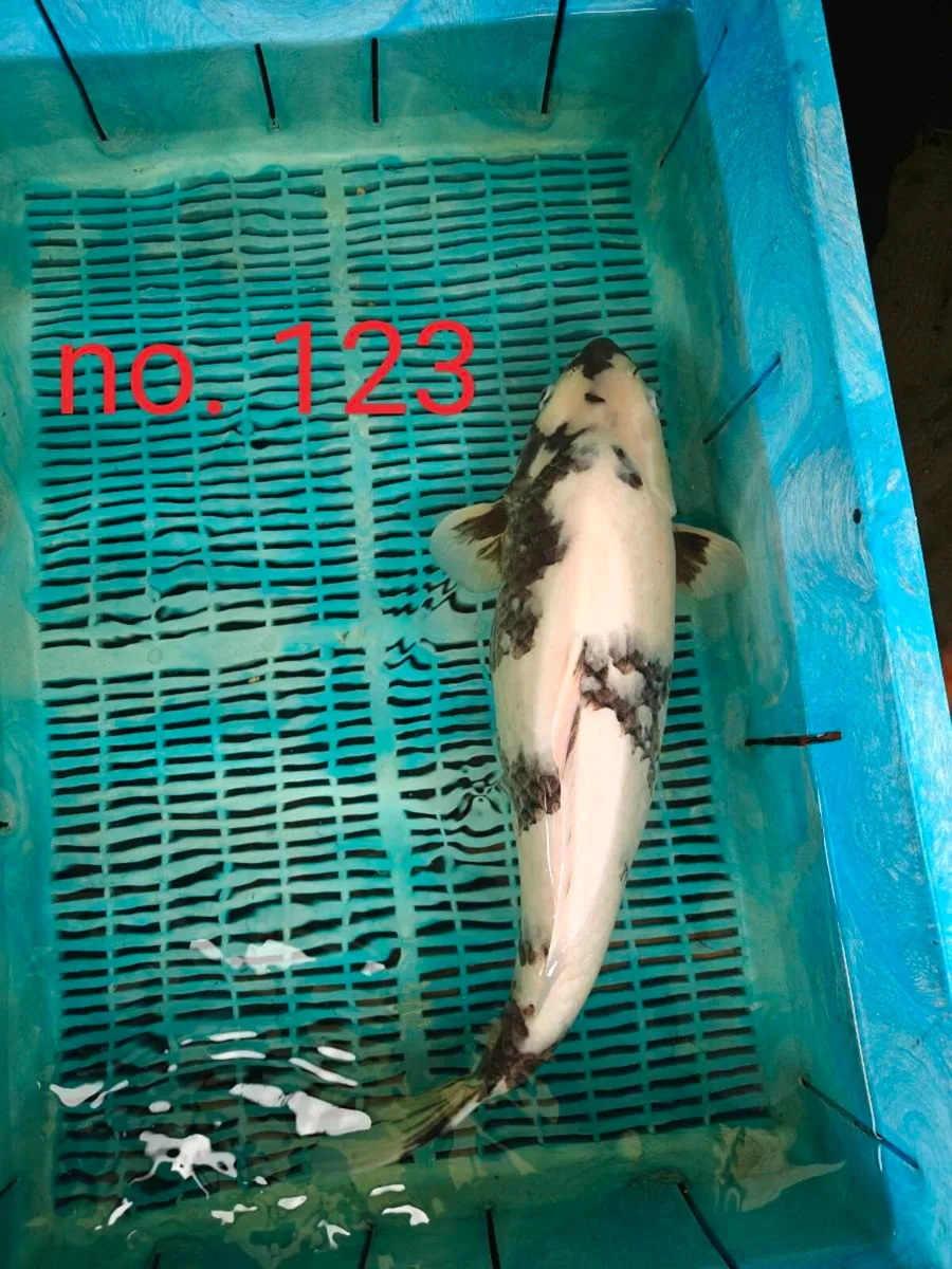 More added: High quality Japanese koi - Image 1