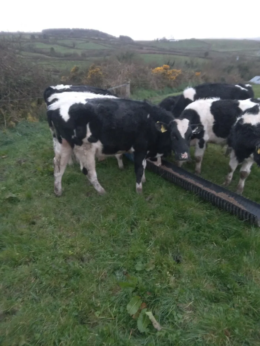 7 outwintered friesian and angus - Image 1