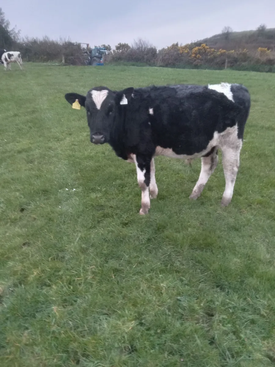 7 outwintered friesian and angus - Image 2