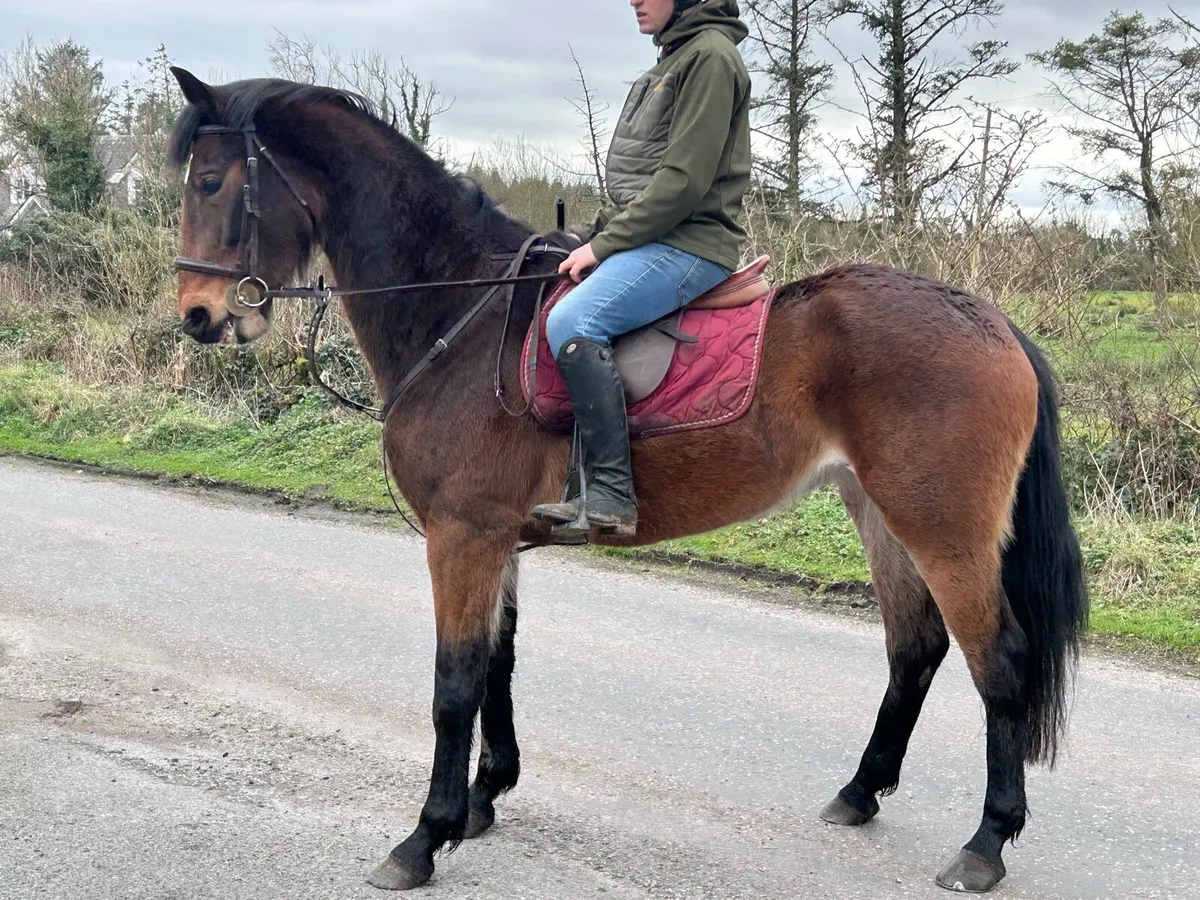 4yr old bay 16.2 ISH filly - Image 1