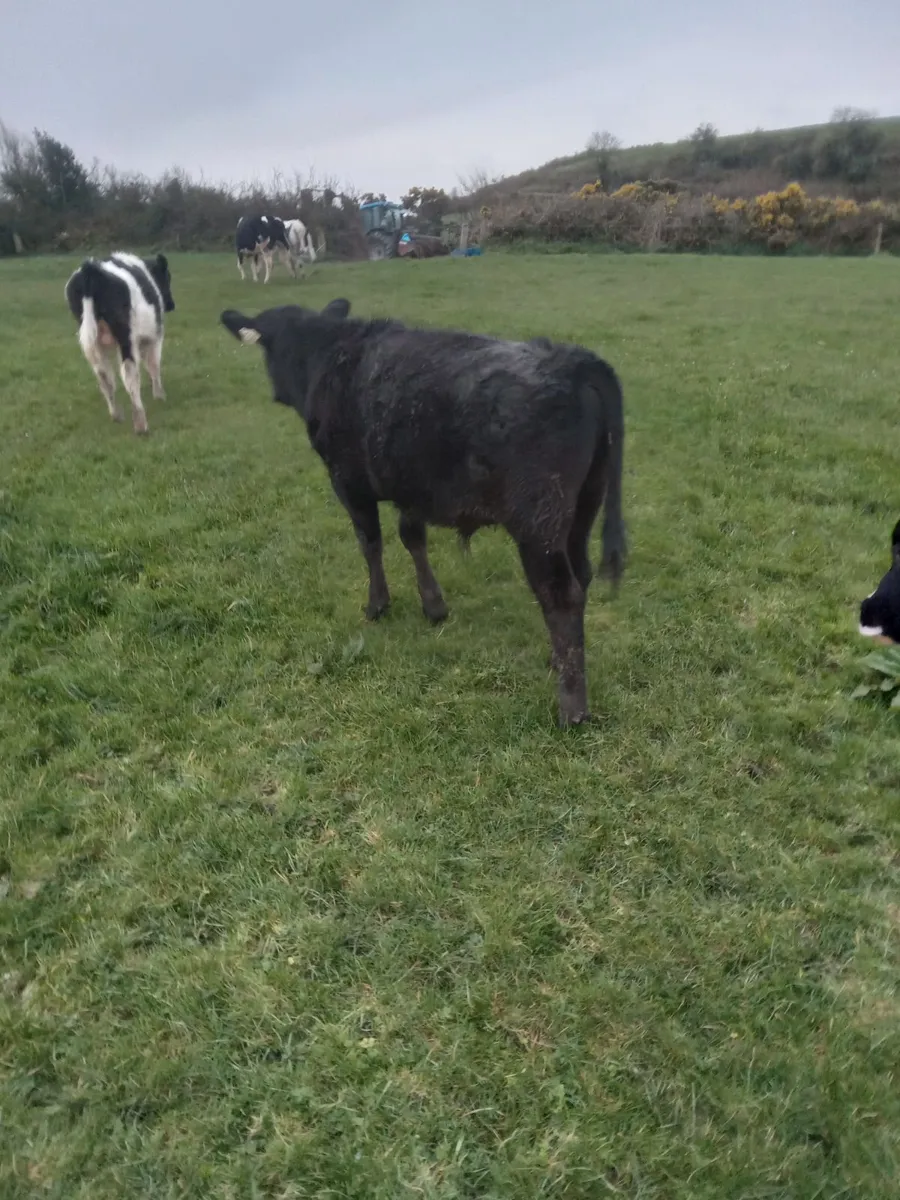 7 outwintered friesian and angus - Image 3