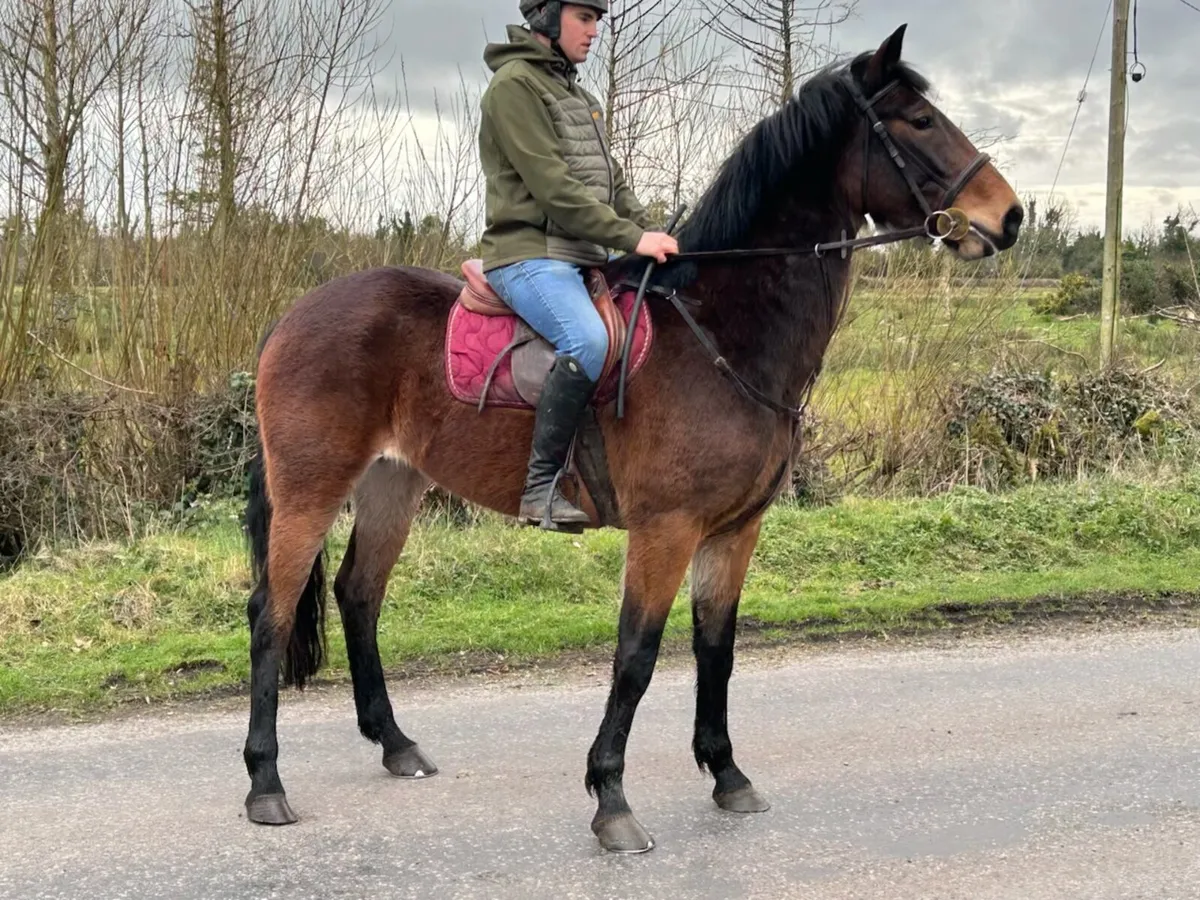 4yr old bay 16.2 ISH filly - Image 3