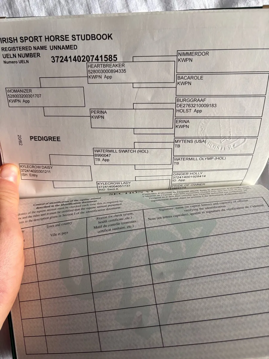 4yr old bay 16.2 ISH filly - Image 4