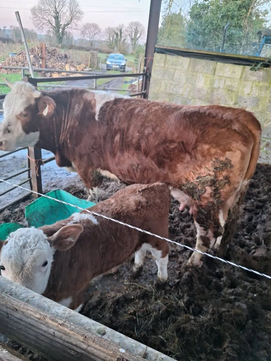 Cow and calf - Image 1