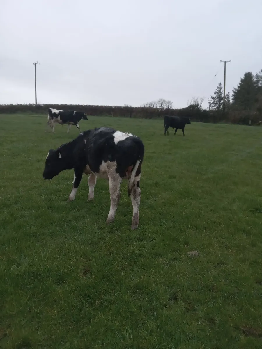 7 outwintered friesian and angus - Image 4