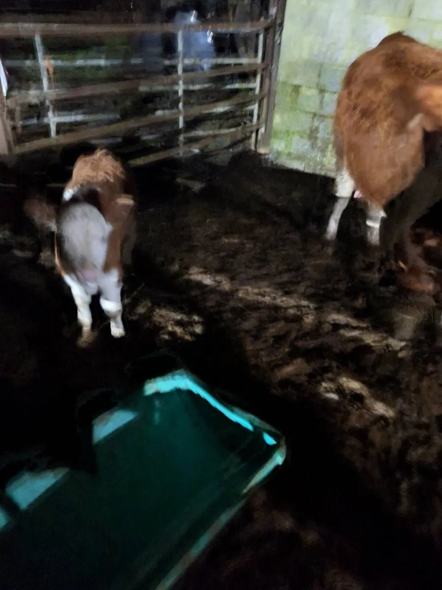 Cow and calf - Image 2