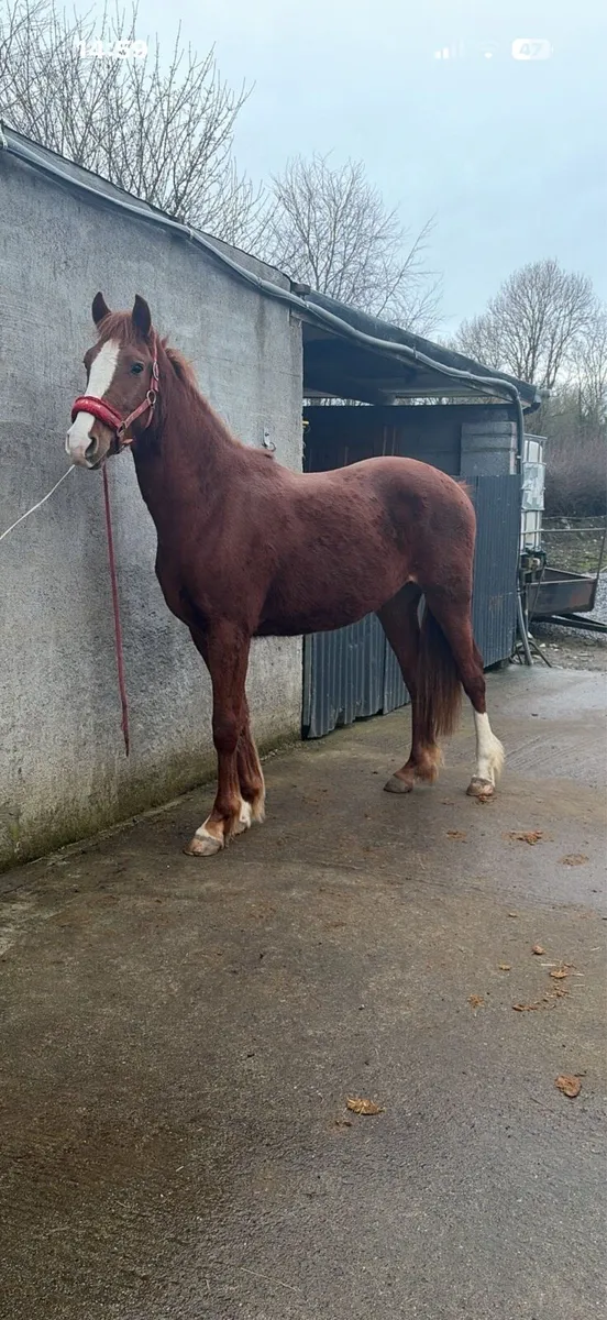 3 year old gelding - Image 1