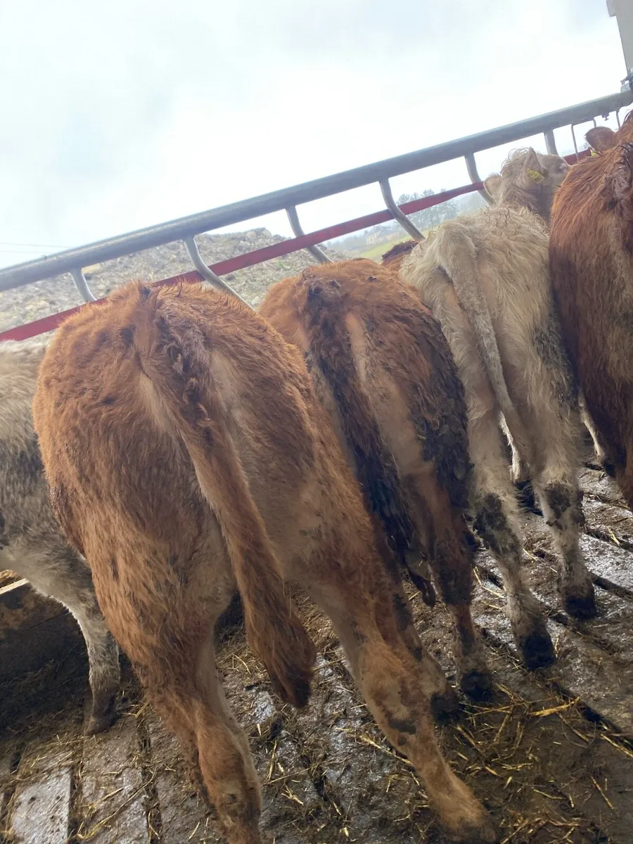 8 super suckler bred heifer weanlings - Image 3