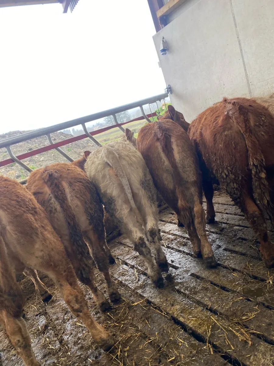 8 super suckler bred heifer weanlings - Image 4