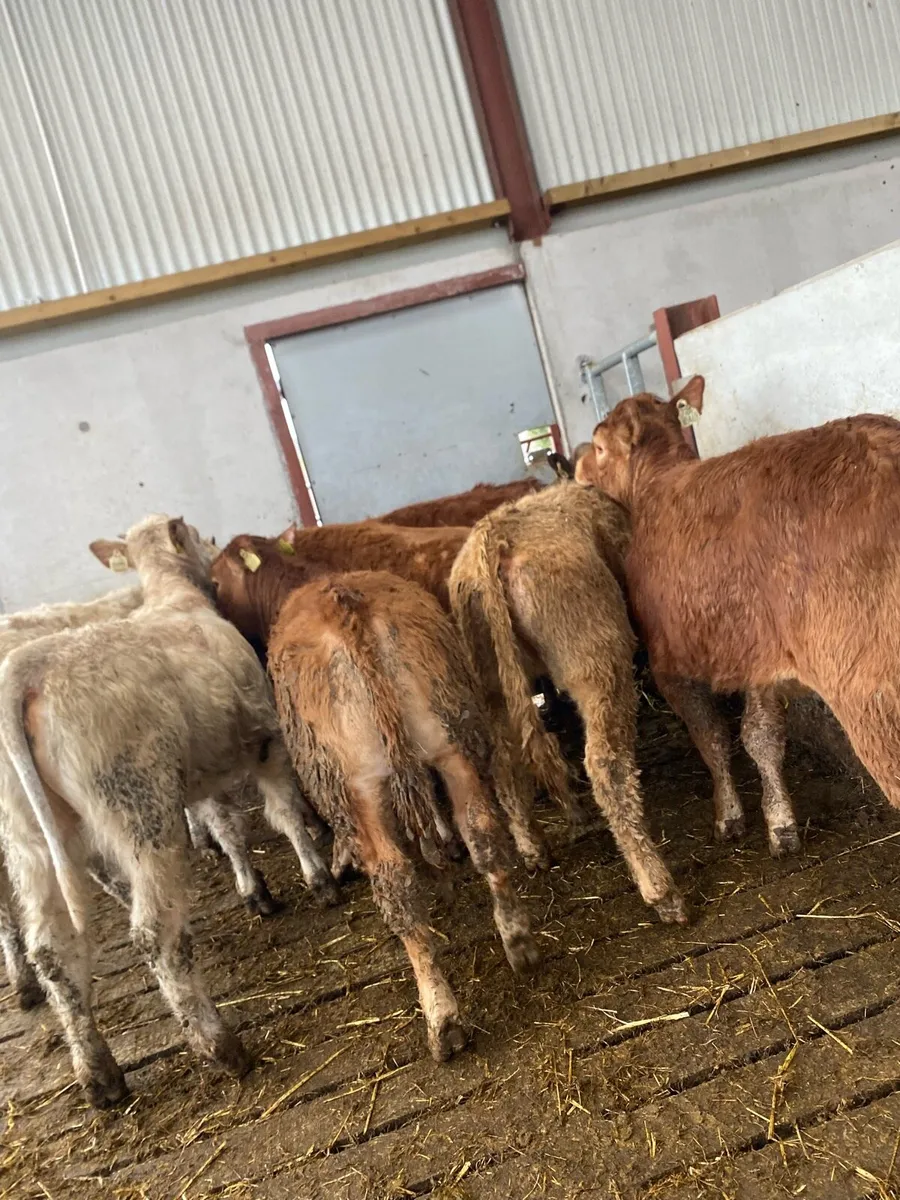 8 super suckler bred heifer weanlings - Image 1