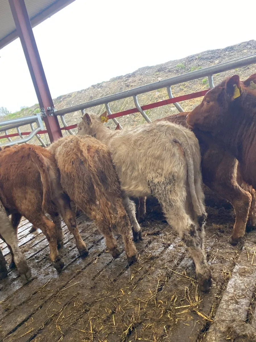 8 super suckler bred heifer weanlings - Image 2