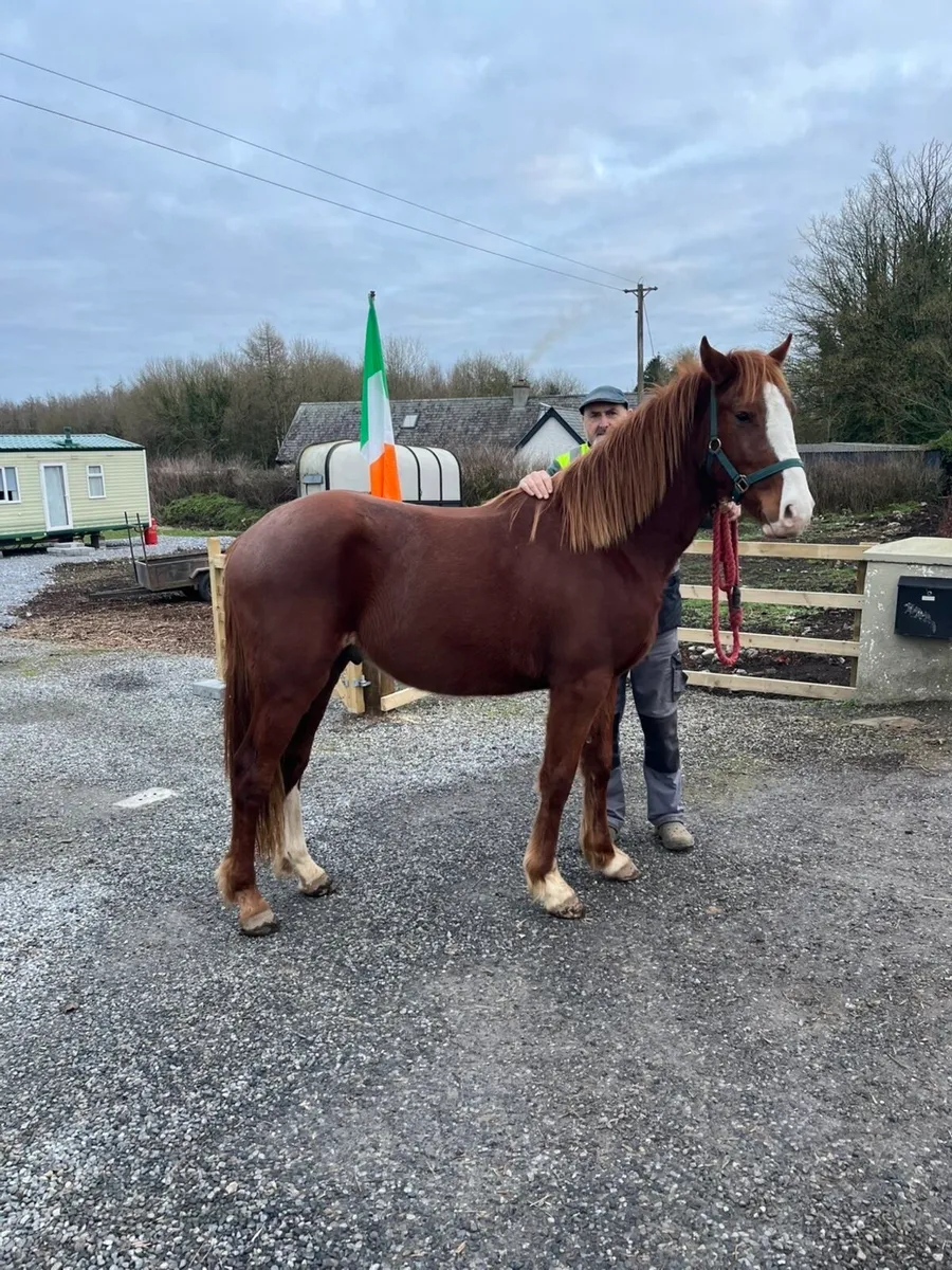 3 year old gelding - Image 3