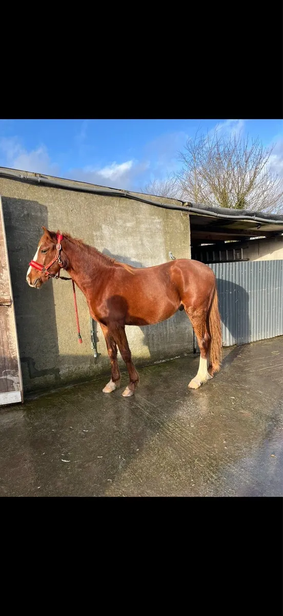 3 year old gelding - Image 2