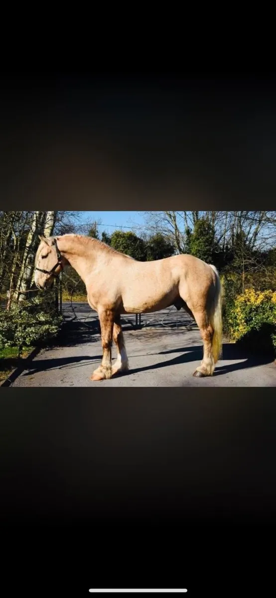 3 year old gelding - Image 4