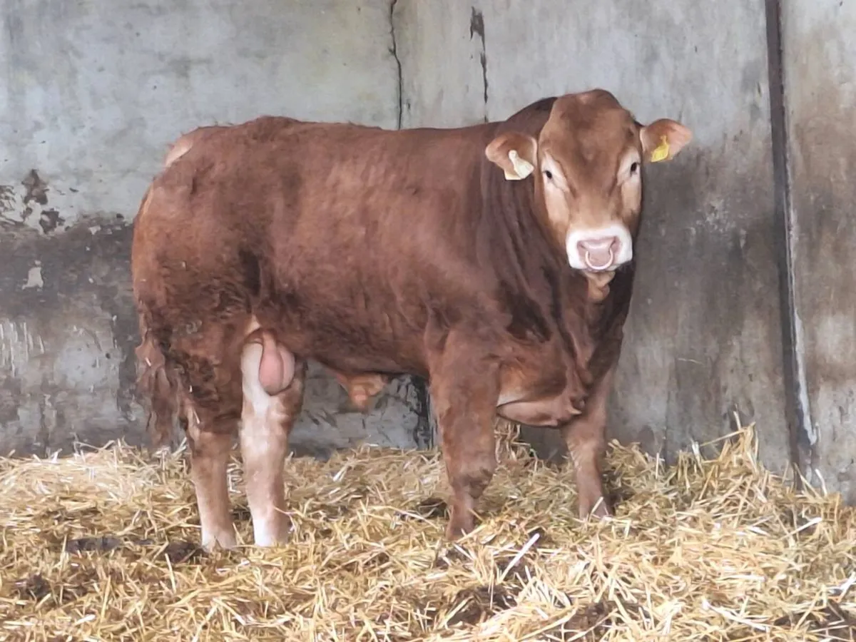 Purebred Limousin bulls - Image 1