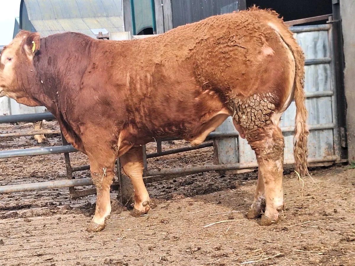 Purebred Limousin bulls - Image 3