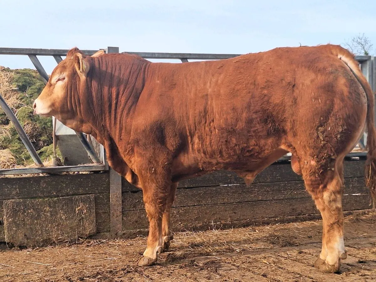Purebred Limousin bulls - Image 2