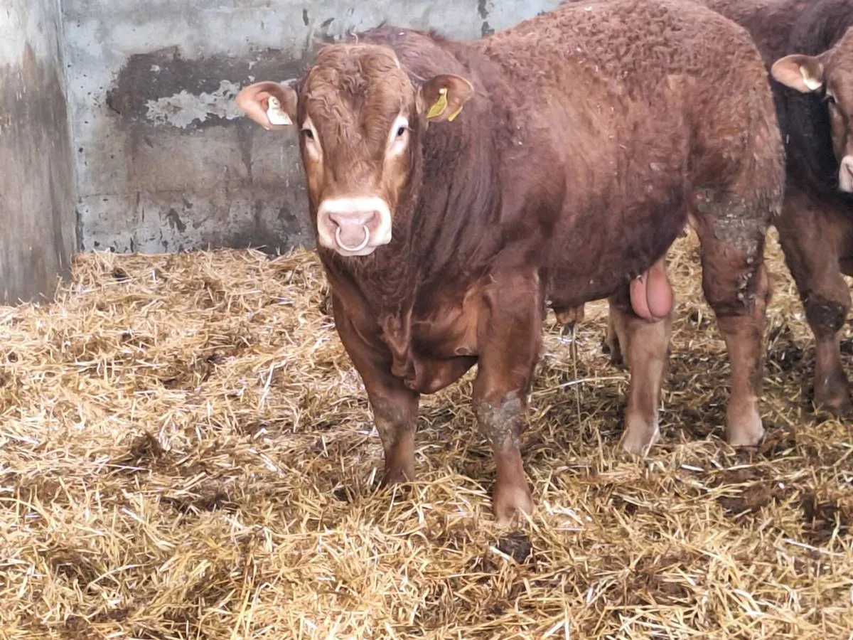 Purebred Limousin bulls - Image 2