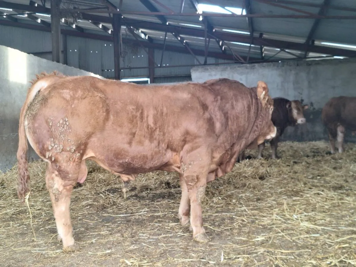 Purebred Limousin bulls - Image 4