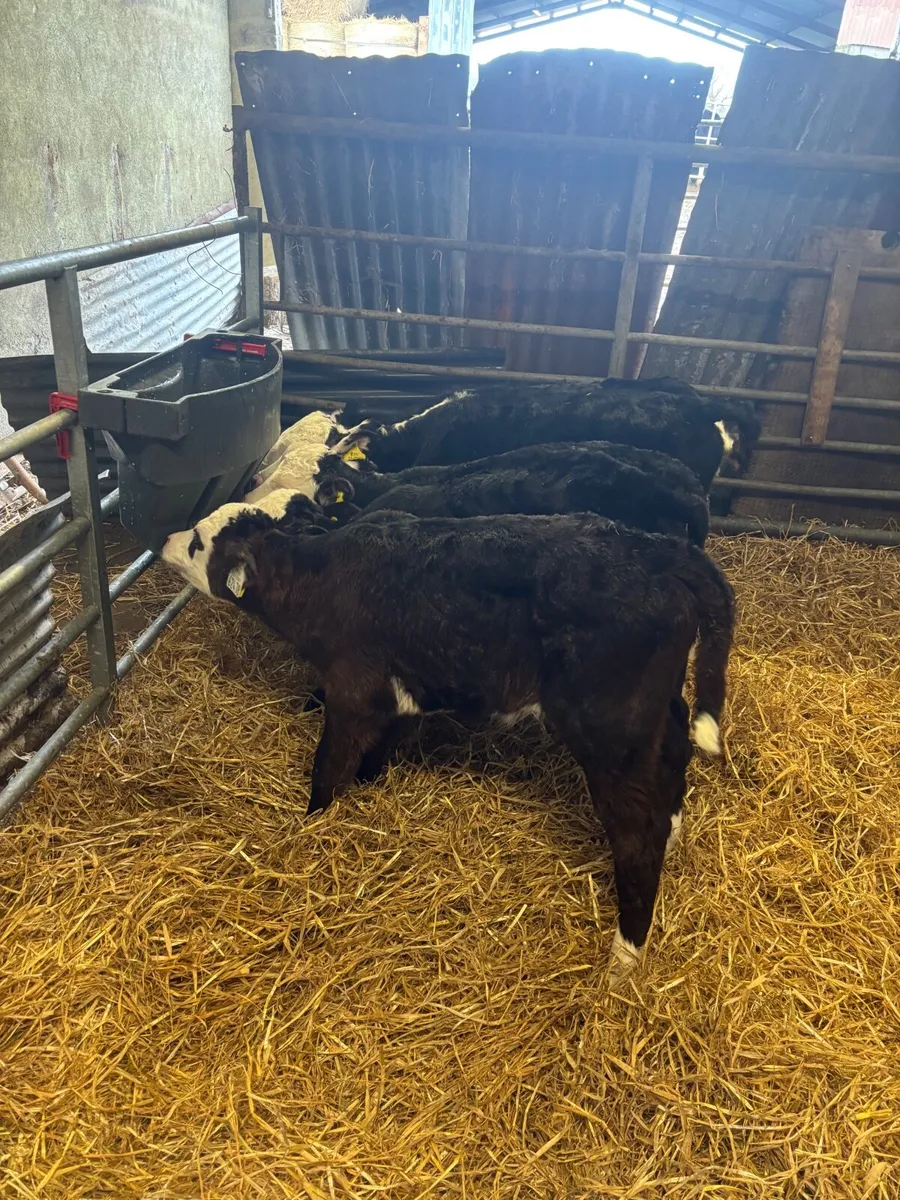 Hereford and Angus calves - Image 4