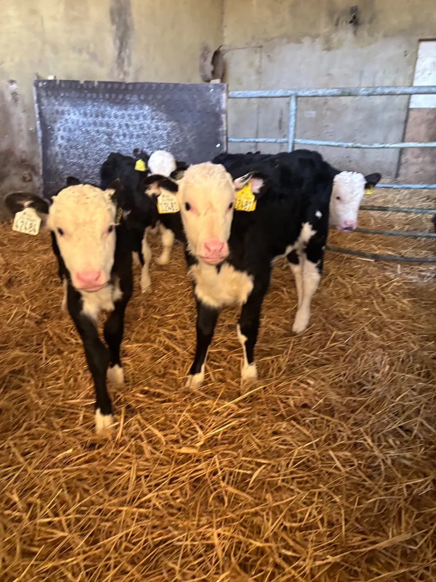 Hereford and Angus calves - Image 3