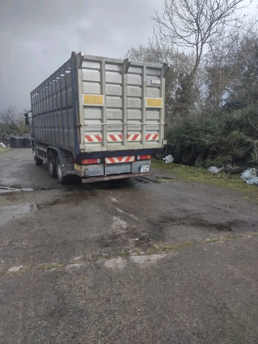 Cattle body - Image 3