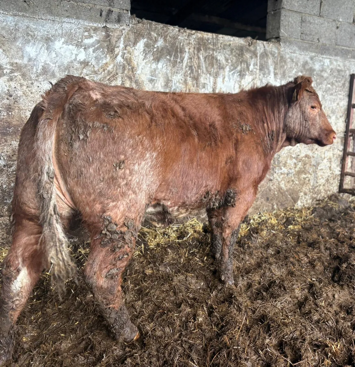 Roan Heifer - Image 2