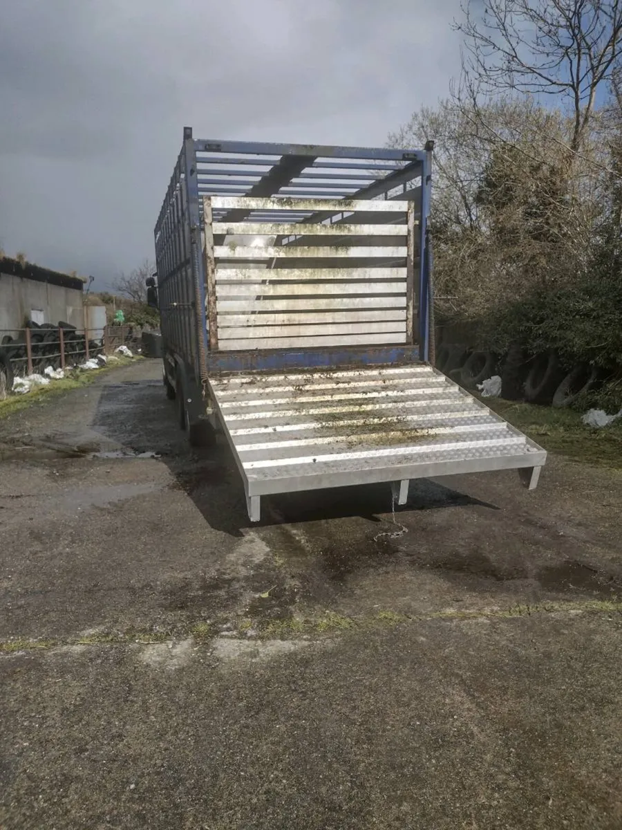 Cattle body - Image 4