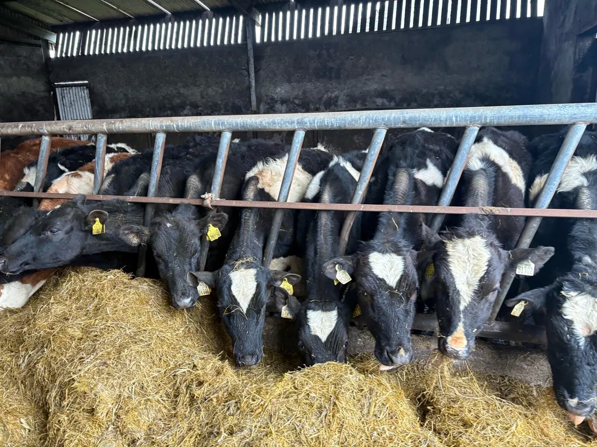 20 Friesian bullocks - Image 1