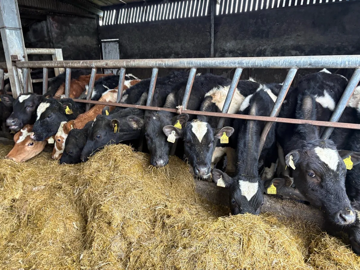 20 Friesian bullocks - Image 2