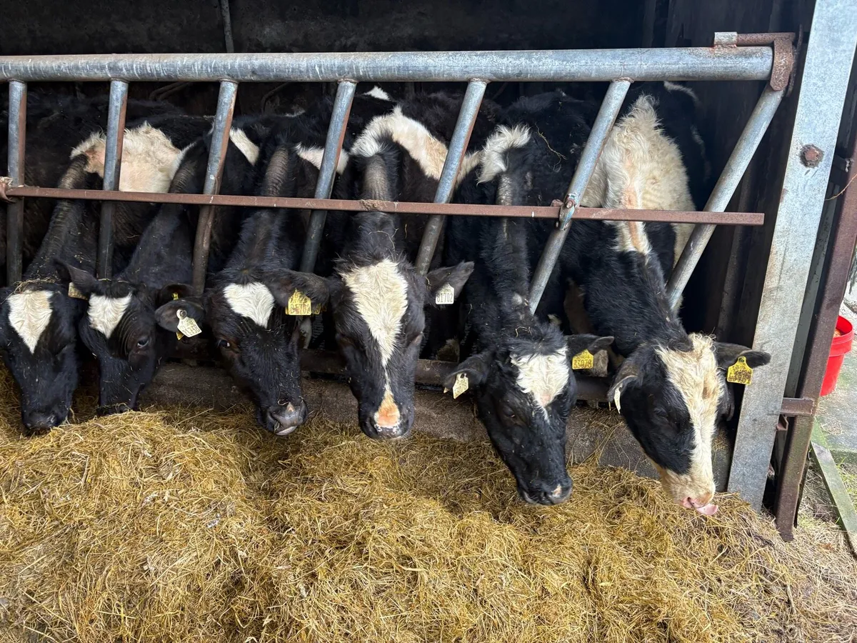 20 Friesian bullocks - Image 3