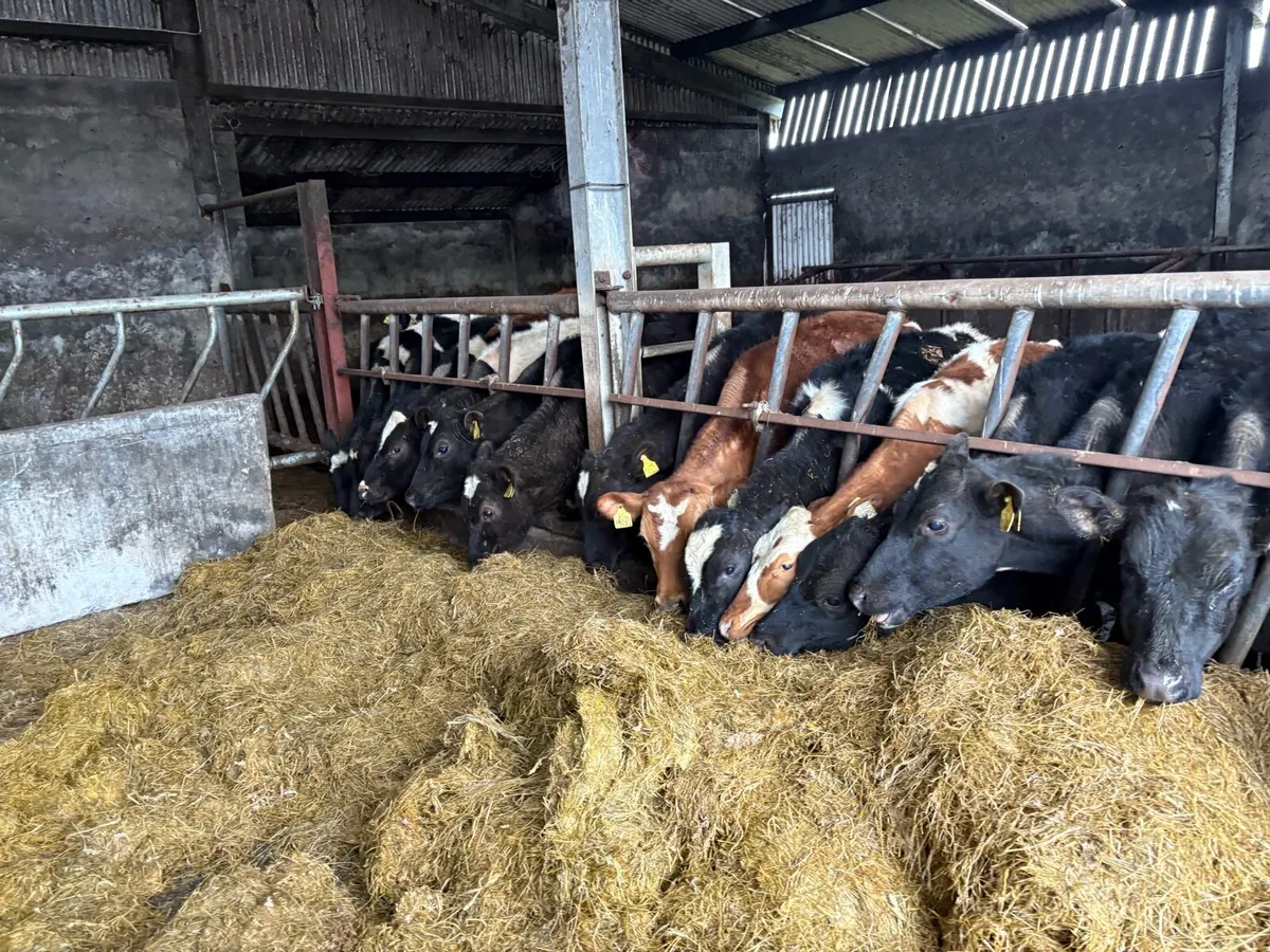 20 Friesian bullocks - Image 4