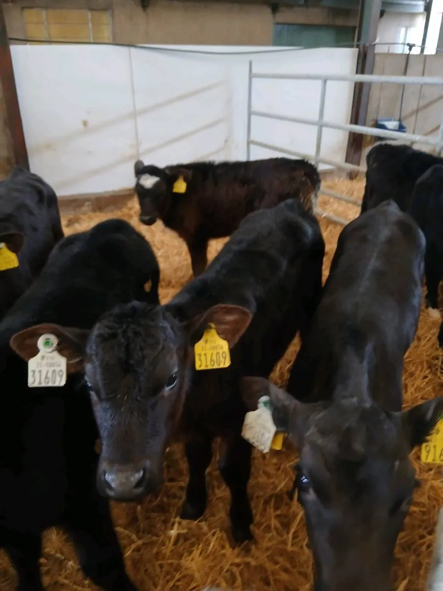 Selection of Calves for sale - Image 1