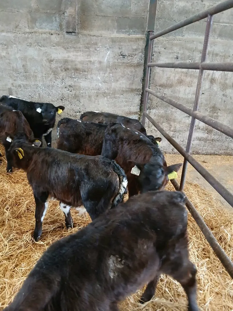 Selection of Calves for sale - Image 2