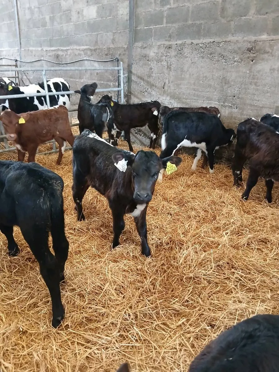 Selection of Calves for sale - Image 3