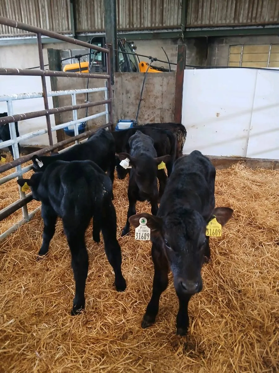 Selection of Calves for sale - Image 4