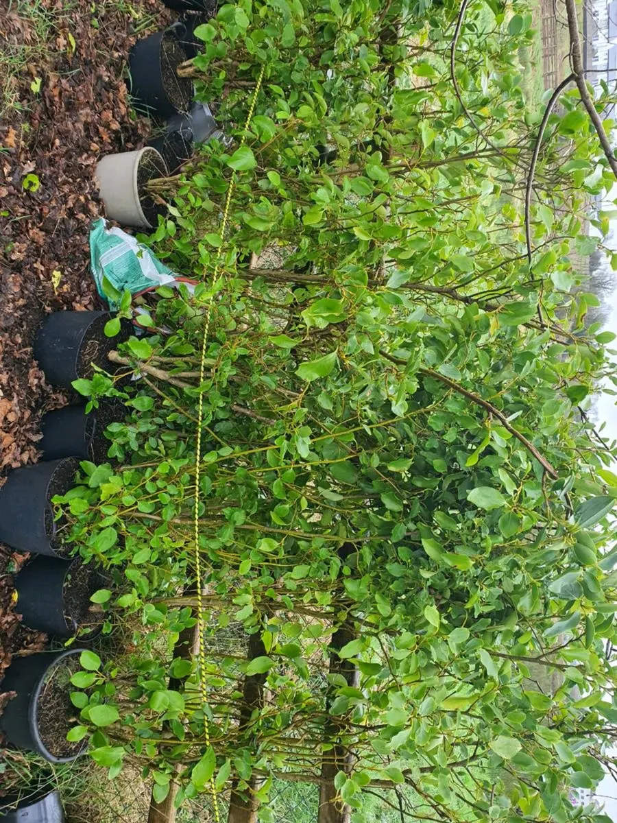 Griselinia tub hedging - Image 1